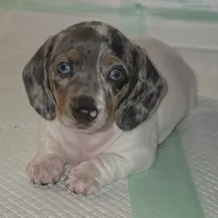 Sadie, a female Miniature Dachshund for sale in Newark, DE – 6 of 10