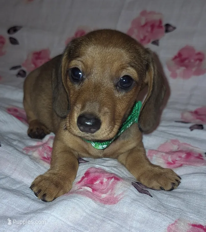 Abby – Miniature Dachshund puppy for sale in Newark, DE