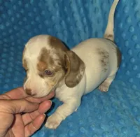 Toby, a male Miniature Dachshund for sale in Newark, DE – 3 of 10