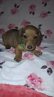 Abby, a female Miniature Dachshund for sale in Newark, DE – 2 of 10