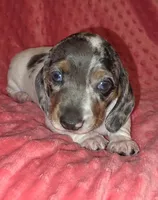 Sadie, a female Miniature Dachshund for sale in Newark, DE – 8 of 10