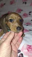 Abby, a female Miniature Dachshund for sale in Newark, DE – 8 of 10