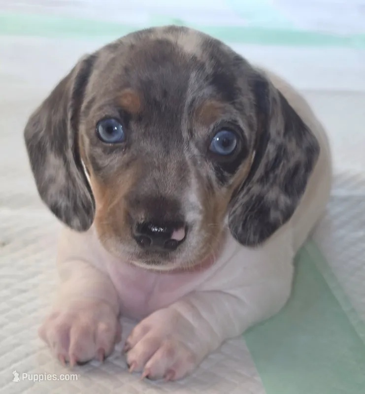 Sadie – Miniature Dachshund puppy for sale in Newark, DE