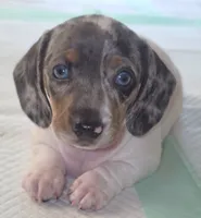 Sadie, a female Miniature Dachshund for sale in Newark, DE – 1 of 10