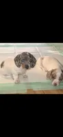 Toby, a male Miniature Dachshund for sale in Newark, DE – 5 of 10