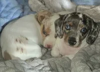 Sadie, a female Miniature Dachshund for sale in Newark, DE – 10 of 10