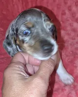 Sadie, a female Miniature Dachshund for sale in Newark, DE – 2 of 10