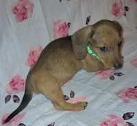 Abby, a female Miniature Dachshund for sale in Newark, DE – 4 of 10