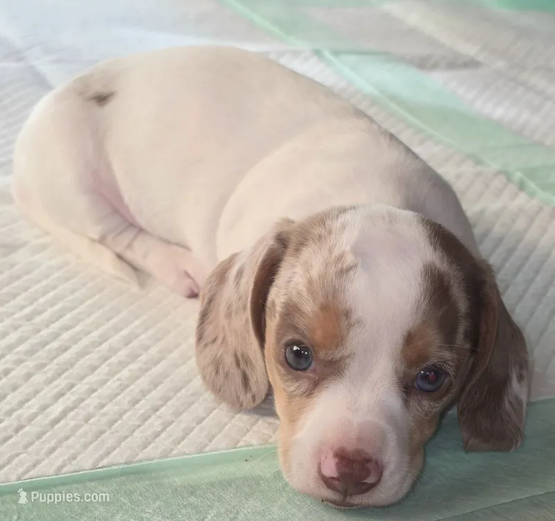 Toby – Miniature Dachshund puppy for sale in Newark, DE