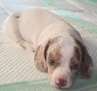 Toby, a male Miniature Dachshund for sale in Newark, DE – 1 of 10