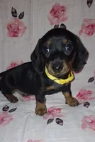 Sadie, a female Miniature Dachshund for sale in Newark, DE – 6 of 10