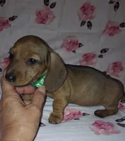 Abby, a female Miniature Dachshund for sale in Newark, DE – 9 of 10