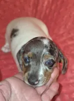 Sadie, a female Miniature Dachshund for sale in Newark, DE – 5 of 10