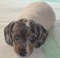 Sadie, a female Miniature Dachshund for sale in Newark, DE – 4 of 10