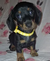 Sadie, a female Miniature Dachshund for sale in Newark, DE – 2 of 10