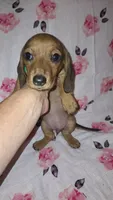 Abby, a female Miniature Dachshund for sale in Newark, DE – 10 of 10