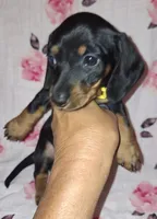 Sadie, a female Miniature Dachshund for sale in Newark, DE – 4 of 10