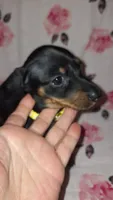 Sadie, a female Miniature Dachshund for sale in Newark, DE – 7 of 10