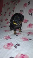 Sadie, a female Miniature Dachshund for sale in Newark, DE – 8 of 10