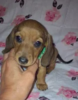 Abby, a female Miniature Dachshund for sale in Newark, DE – 6 of 10