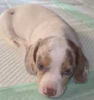 Toby, a male Miniature Dachshund for sale in Newark, DE – 2 of 10