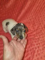 Sadie, a female Miniature Dachshund for sale in Newark, DE – 9 of 10