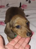 Abby, a female Miniature Dachshund for sale in Newark, DE – 3 of 10