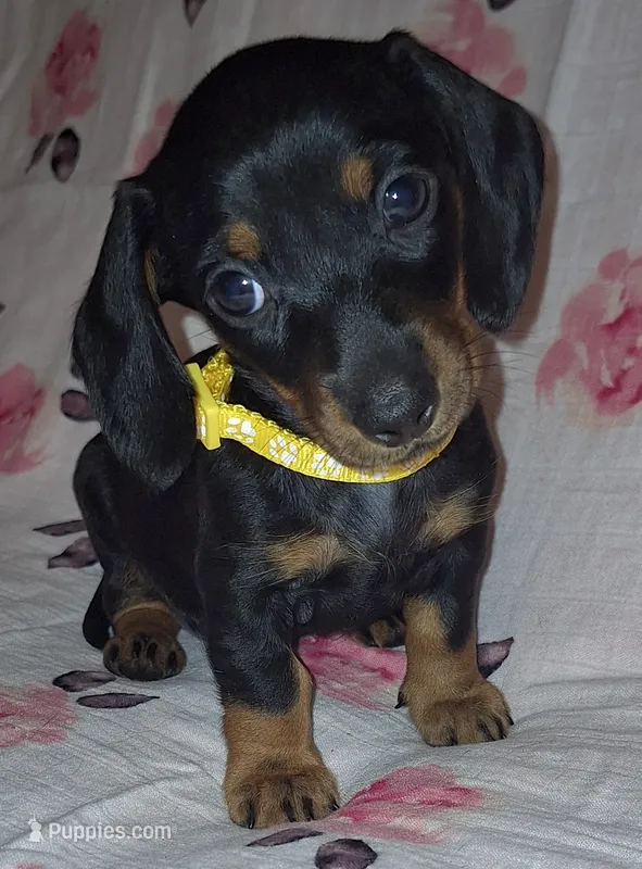 Sadie – Miniature Dachshund puppy for sale in Newark, DE