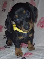 Sadie, a female Miniature Dachshund for sale in Newark, DE – 1 of 10