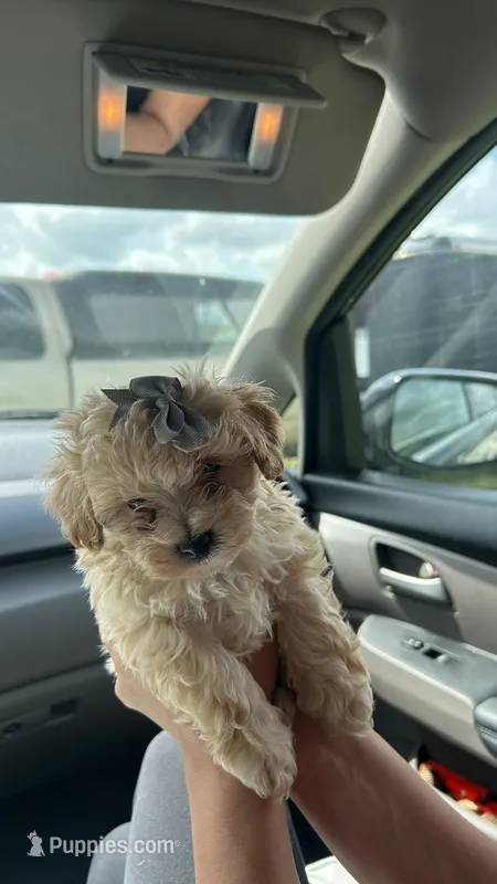 Milo  – Poodle - Toy  puppy for sale in Washington Village/Pigtown, MD