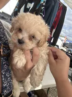 Milo , a male Poodle - Toy  for sale in Washington Village/Pigtown, MD – Photo 2 of 2