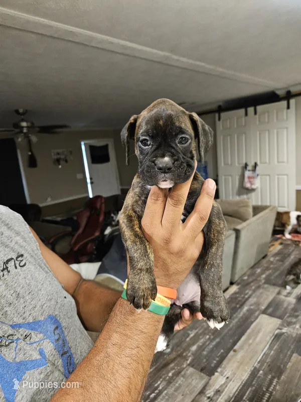 Bridle Girl – Boxer puppy on hold in Lockhart, TX
