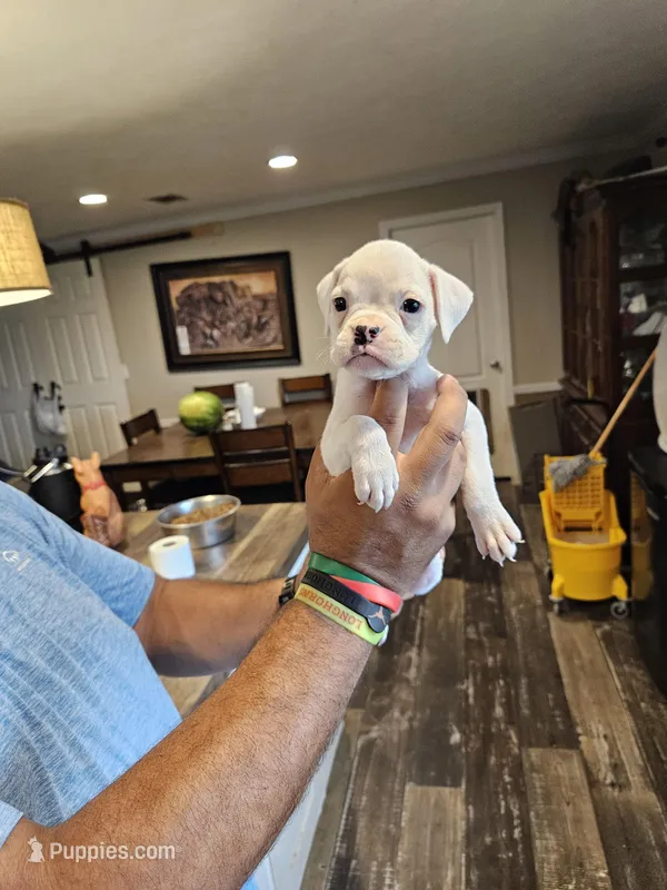 White Girl – Boxer puppy for sale in Lockhart, TX