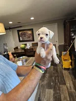 White Girl, a female Boxer for sale in Lockhart, TX – Photo 1 of 4