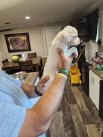 White Girl, a female Boxer for sale in Lockhart, TX – Photo 4 of 4