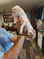 White Girl, a female Boxer for sale in Lockhart, TX – Photo 2 of 4