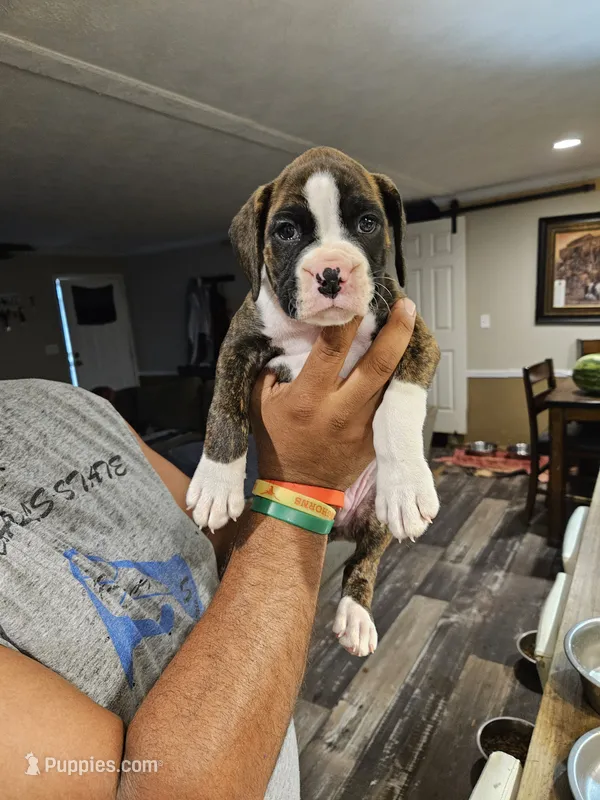 Flashy Brindle Boy – Boxer puppy for sale in Lockhart, TX