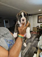 Flashy Brindle Boy, a male Boxer for sale in Lockhart, TX – 1 of 4