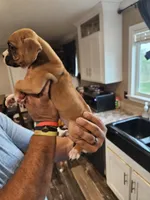 Fawn Boy, a male Boxer for sale in Lockhart, TX – Photo 4 of 4