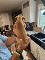 Fawn Boy, a male Boxer for sale in Lockhart, TX – Photo 2 of 4