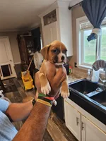Fawn Boy, a male Boxer for sale in Lockhart, TX – Photo 1 of 4