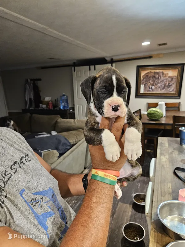 Flashy Brindle Boy 2 – Boxer puppy for sale in Lockhart, TX