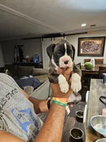 Flashy Brindle Boy 2, a male Boxer for sale in Lockhart, TX – 1 of 4