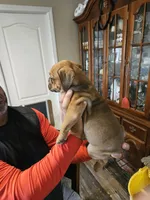 Fawn Boy, a male English Bulldog and Boxer for sale in Lockhart, TX – Photo 4 of 7