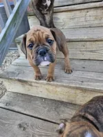 Fawn Boy, a male English Bulldog and Boxer for sale in Lockhart, TX – Photo 7 of 7