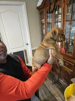 Fawn Boy, a male English Bulldog and Boxer for sale in Lockhart, TX – Photo 5 of 7