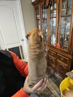Fawn Boy, a male English Bulldog and Boxer for sale in Lockhart, TX – Photo 3 of 7