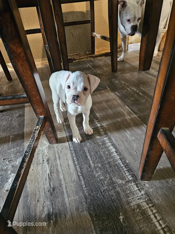 White Girl – Boxer puppy for sale in Lockhart, TX
