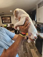 White Boy, a male Boxer for sale in Lockhart, TX – Photo 4 of 4