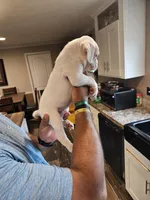 White Boy, a male Boxer for sale in Lockhart, TX – Photo 3 of 4